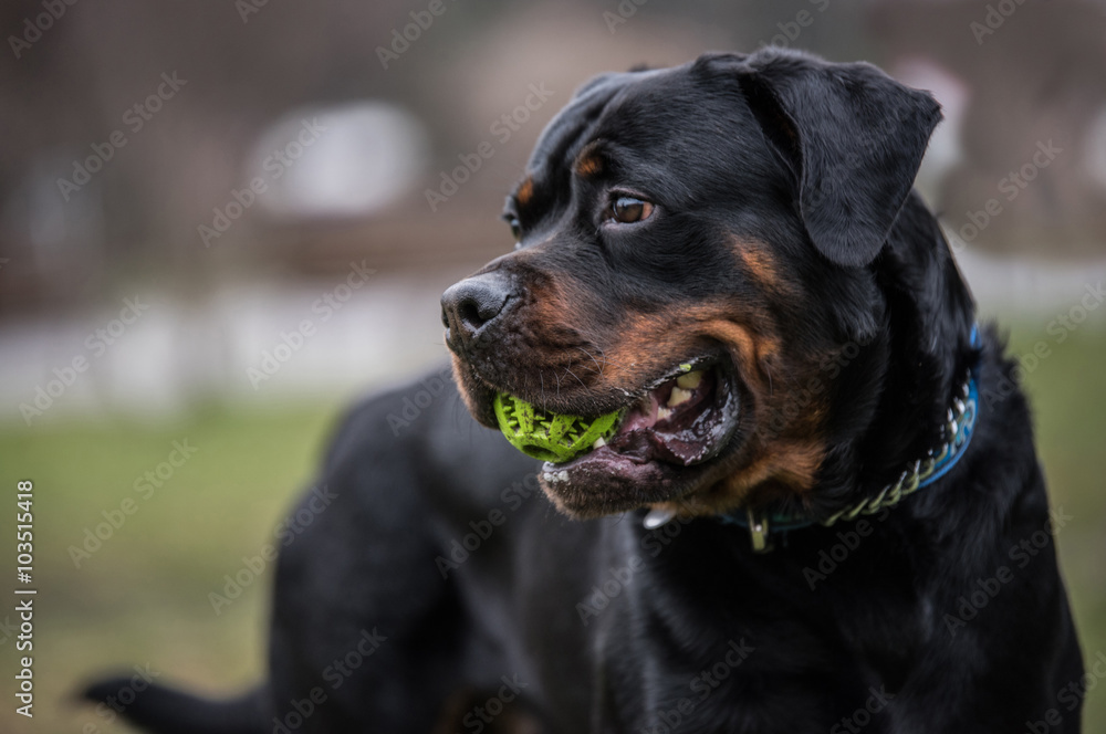 Head shot of Rottweiler .selective focus Head shot of Rottweiler .selective focus