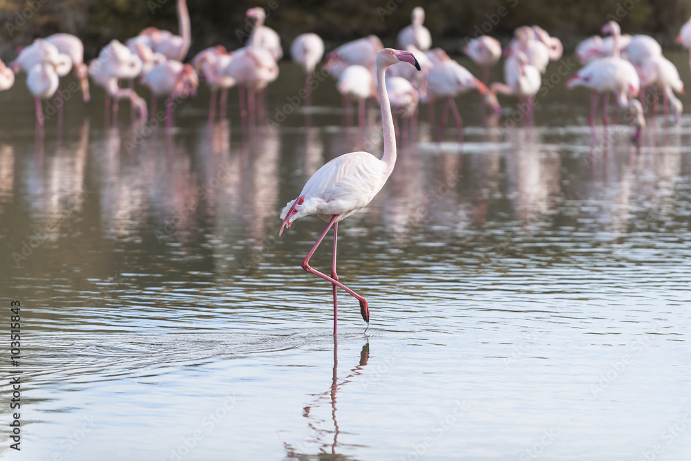 Pink flamingo walking in a lagoon