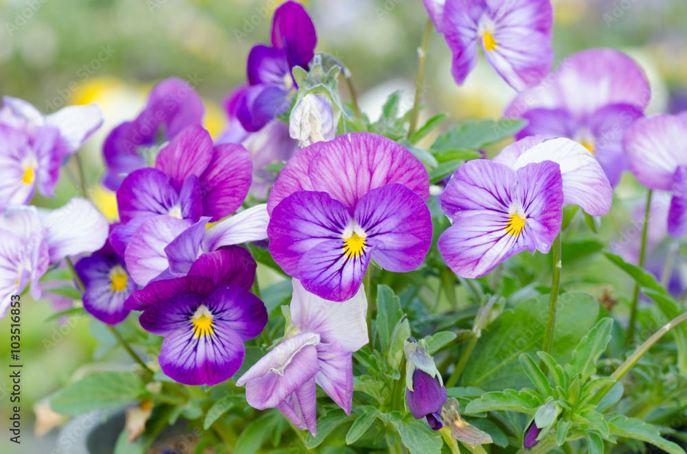 Viola cornuta, horned pansy, tufted pansy Viola cornuta, horned pansy, tufted pansy