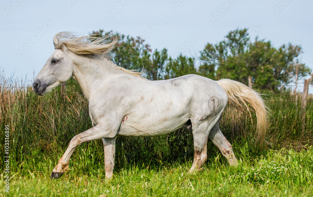 Fototapeta premium White Camargue Stallion beautiful runs in the paddock. Parc Regional de Camargue. France. Provence. An excellent illustration