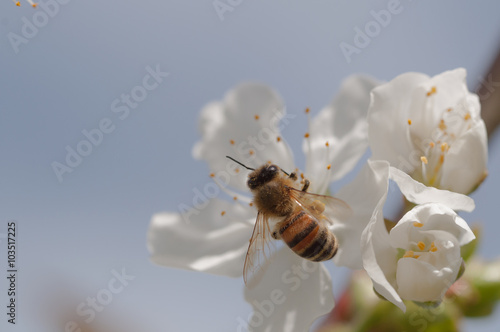 Fototapeta ape,apis mellifera su fiore di pero Pyrus
