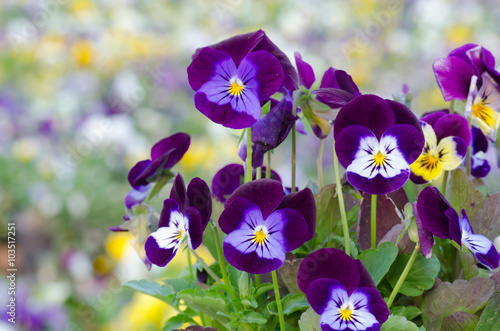 Viola cornuta  horned pansy  tufted pansy