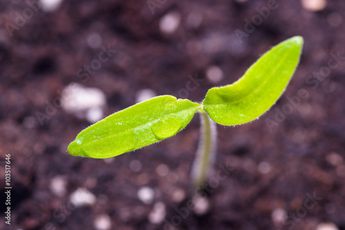 green small leaf