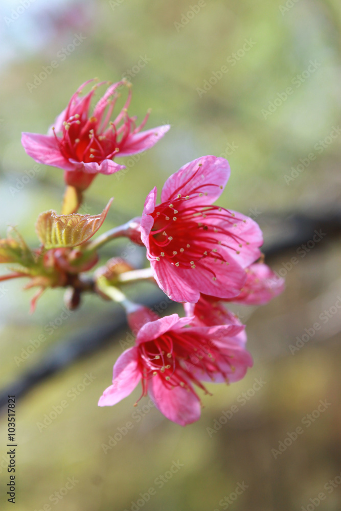 Obraz premium wild cherries blossom