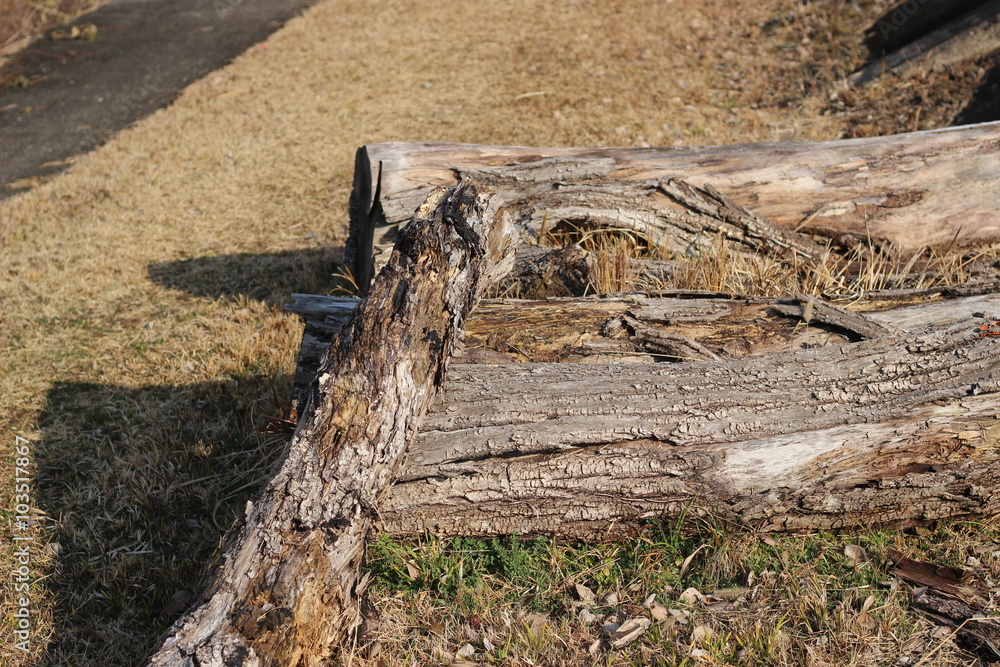 Obraz premium 切り株の薪