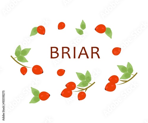 the red briar