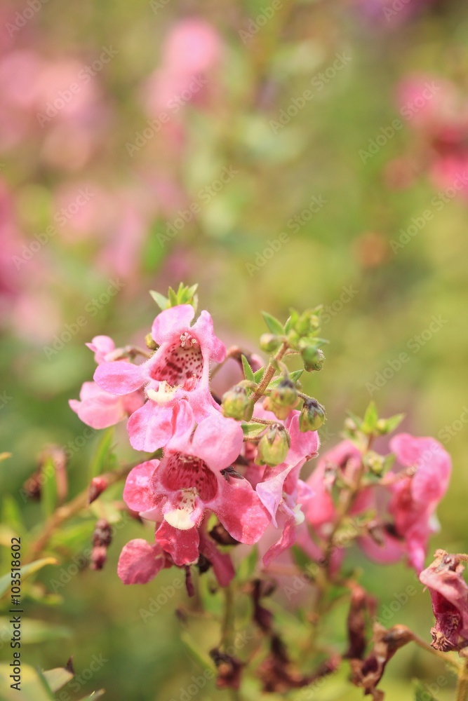 Fototapeta premium Forget me not flower