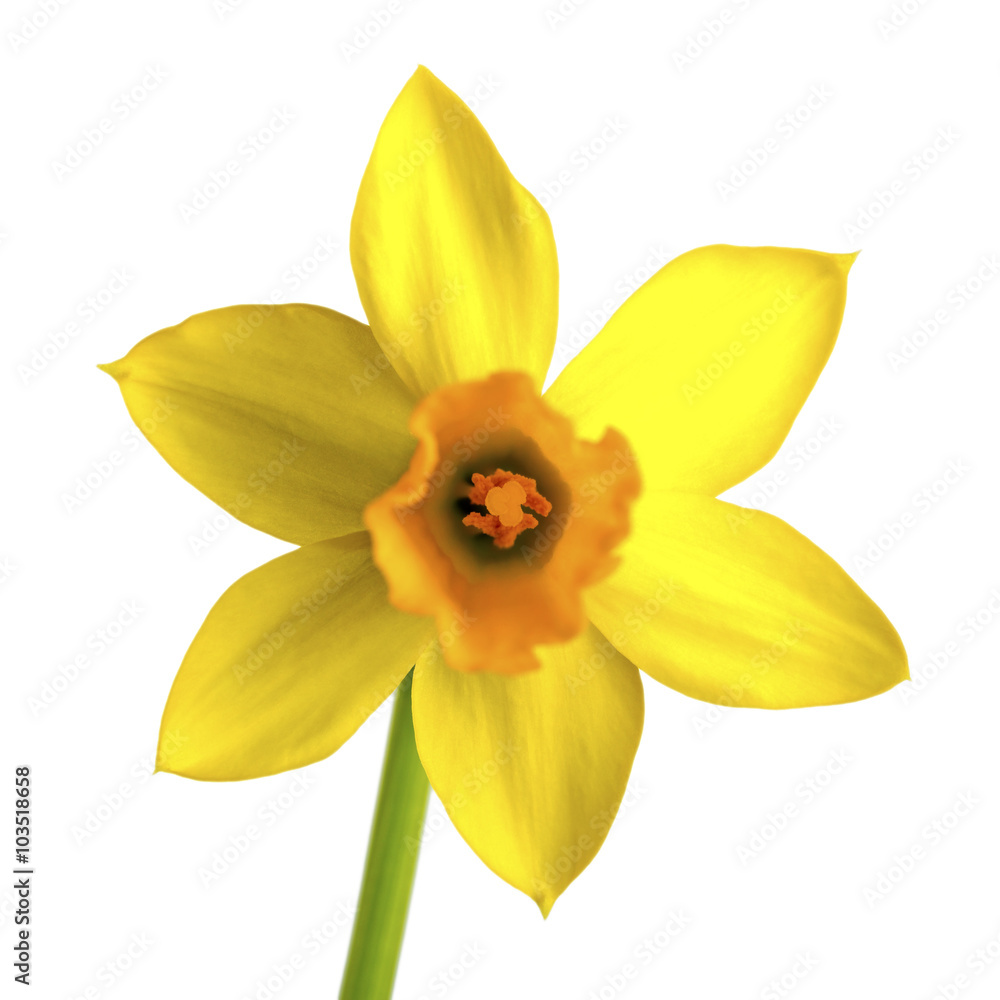 Obraz premium yellow daffodil, narcissus isolated on white background