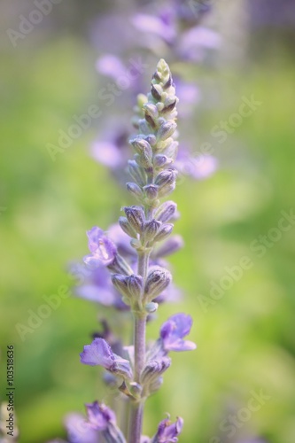 field purple salvia flowers