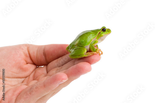 European green tree frog sitting on hand