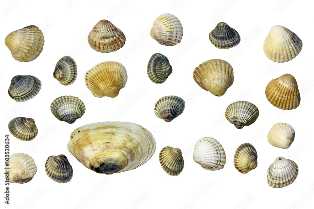 Seashells isolated on white Seashells isolated on white