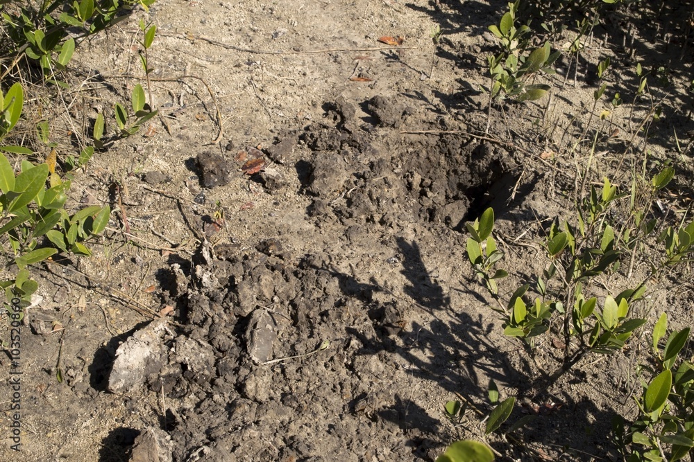 Hole left by digging wild hogs Hole left by digging wild hogs