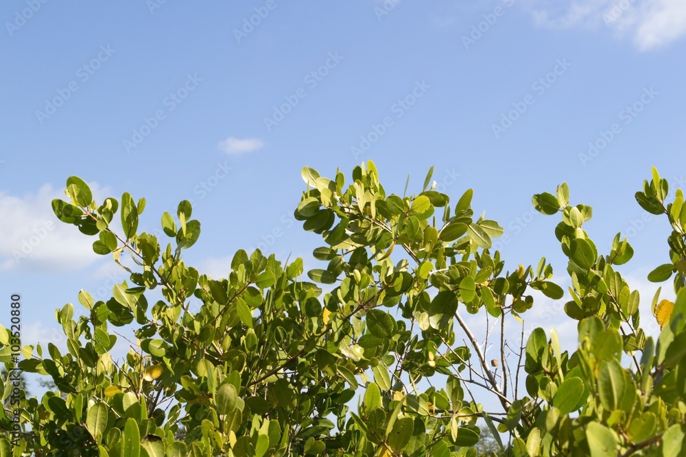 Mangrove trees growing in Florida Everglades