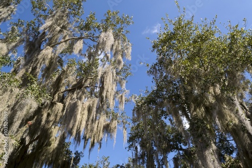 Spanish moss hanging down from trees in Florida