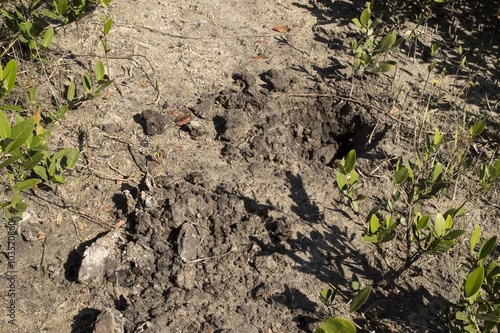 Hole left by digging wild hogs