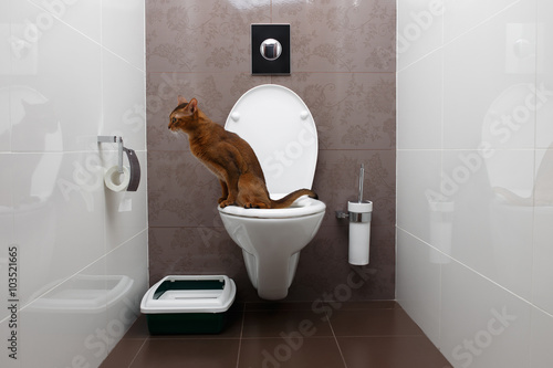 Clever Abyssinian Cat uses toilet bowl