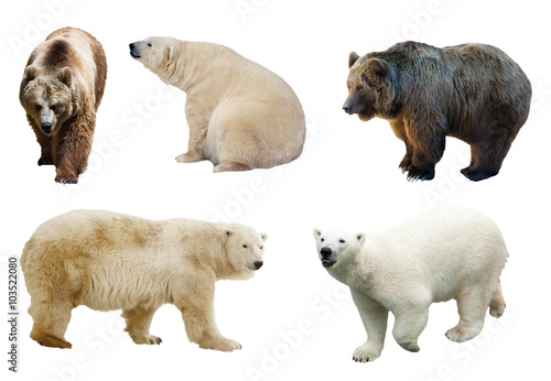 Εκτύπωση καμβά Set of  bears over white background