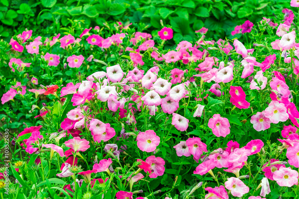 Petunia flowers in the garden