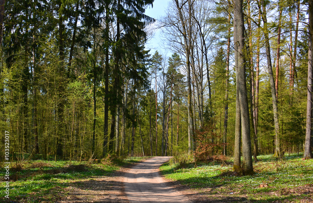 Fototapeta premium spring in forest with dirt road