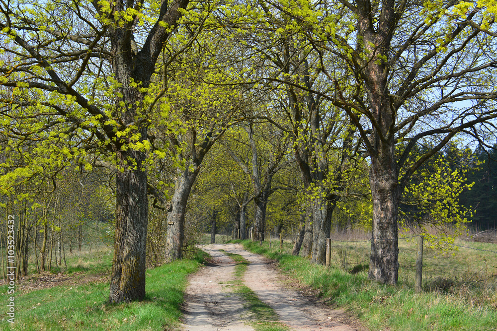 Fototapeta premium Spring dirt road with green trees