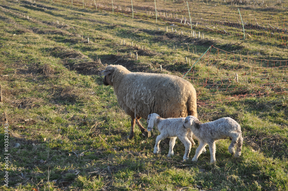 Fototapeta premium Sheep and lamb mammal