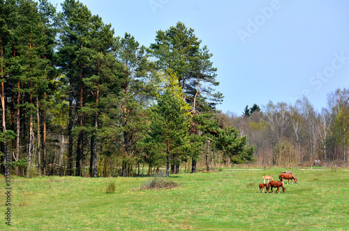 Spring landscape with horses © puchan