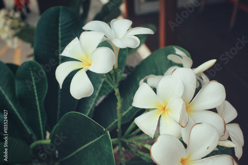 White frangipani flower on tree