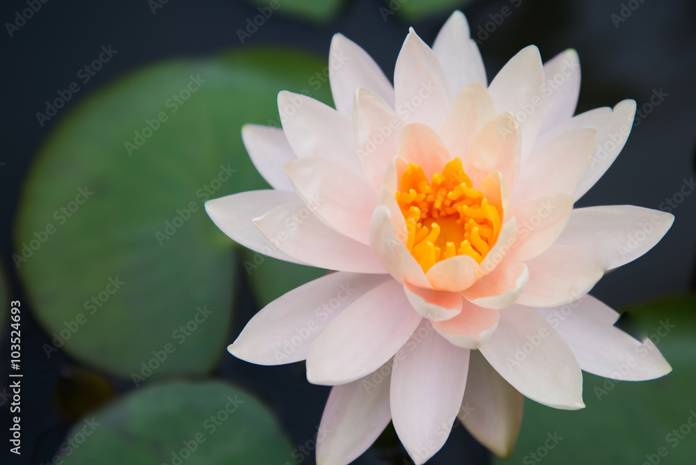 A beautiful pink waterlily or lotus flower in pond A beautiful pink waterlily or lotus flower in pond