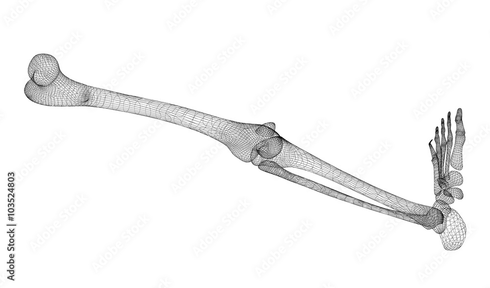 Human leg skeleton Human leg skeleton