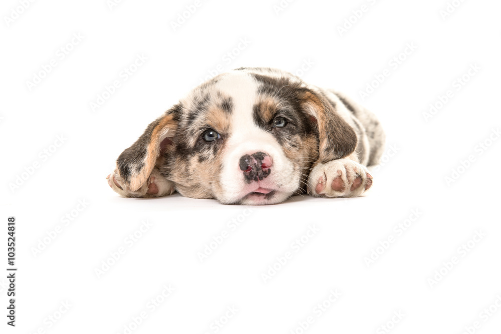Cute tired welsh corgi puppy dog facing the camera and lying on the floor isolated on a white floor Cute tired welsh corgi puppy dog facing the camera and lying on the floor isolated on a white floor