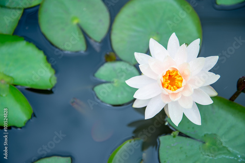 A beautiful pink waterlily or lotus flower in pond