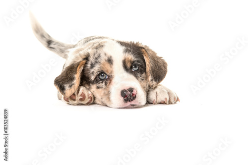 Fototapeta Naklejka Na Ścianę i Meble -  Cute welsh corgi puppy dog lying down and wagging its tail isolated on a white background