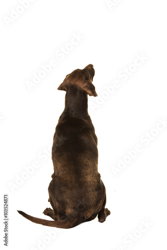 Fototapeta Naklejka Na Ścianę i Meble -  Brown labrador sitting and looking up seen on its back isolated on a white background