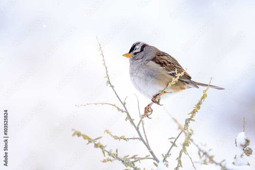 White Crowned Sparrow White Crowned Sparrow