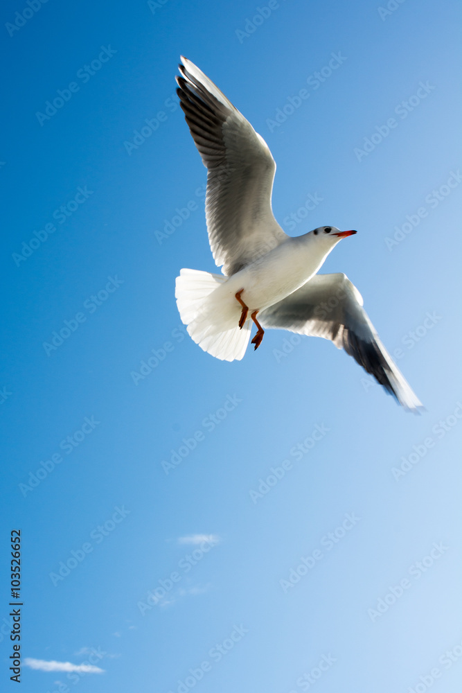 Fototapeta premium Seagull in sky