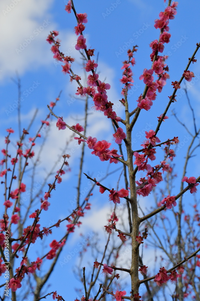 Plum blossom.It is famous as a flower to inform the coming of spring in Japan. Plum blossom.It is famous as a flower to inform the coming of spring in Japan.