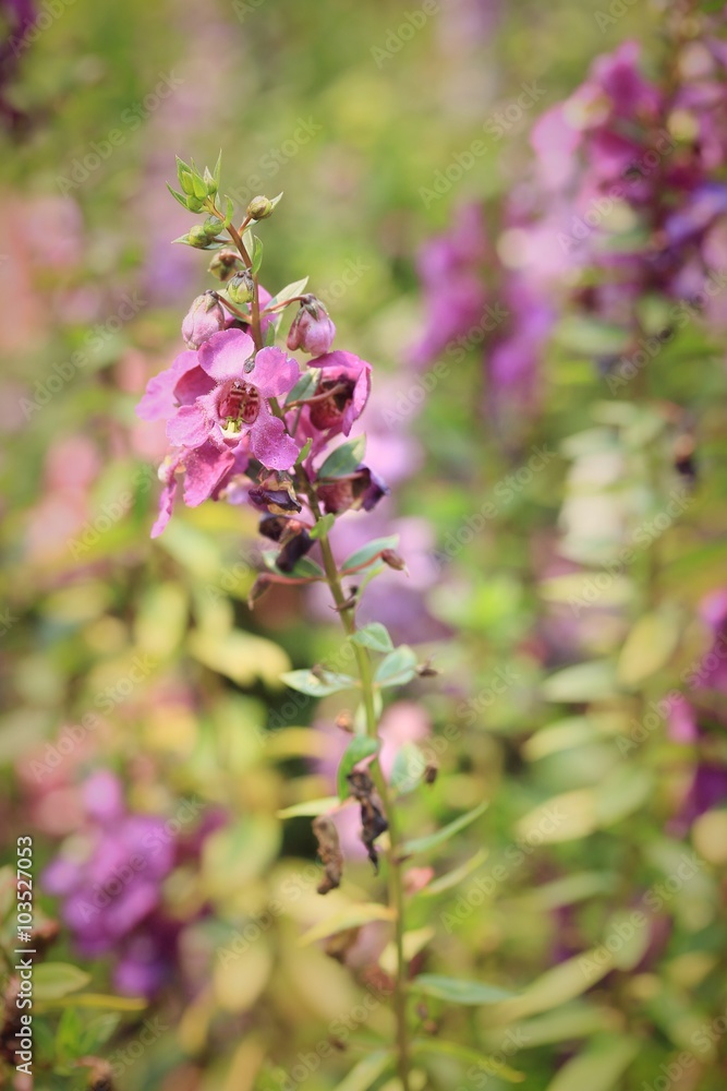 Forget me not flower