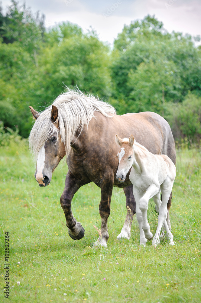 Lithuanian heavy horse with a foal on the pasture in summer Lithuanian heavy horse with a foal on the pasture in summer