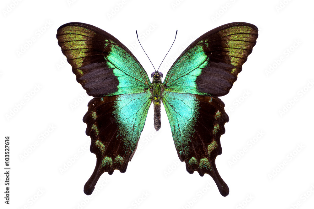 Fototapeta premium Piękny kolorowy motyl ogoniasty na białym tle