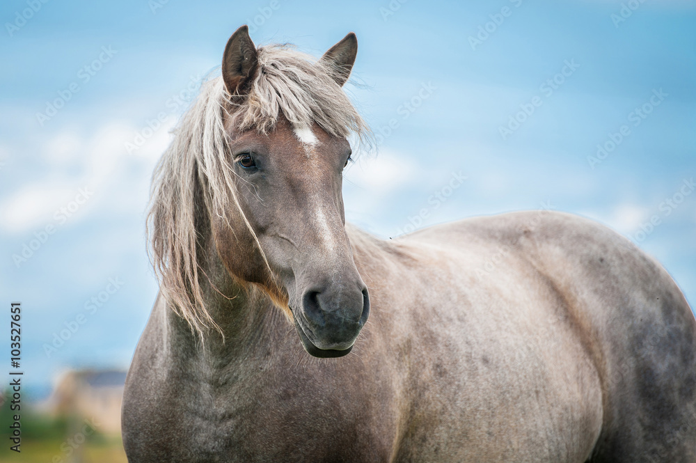 Portrait of beautiful lithuanian heavy horse Portrait of beautiful lithuanian heavy horse