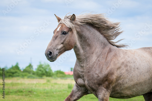 Portrait of beautiful running lithuanian heavy horse