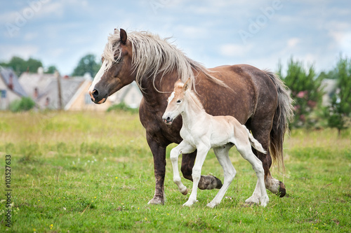 Lithuanian heavy horse with a foal running on the field in summer