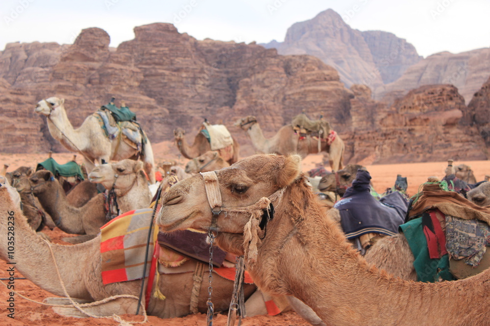 Fototapeta premium Egyptian Camel 8