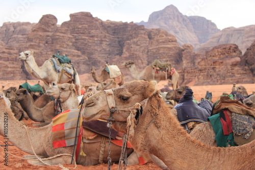 Egyptian Camel 8 © cherrylmm
