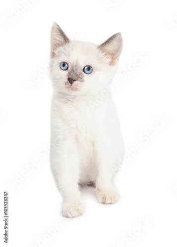 Cute White Kitten Looking Up
