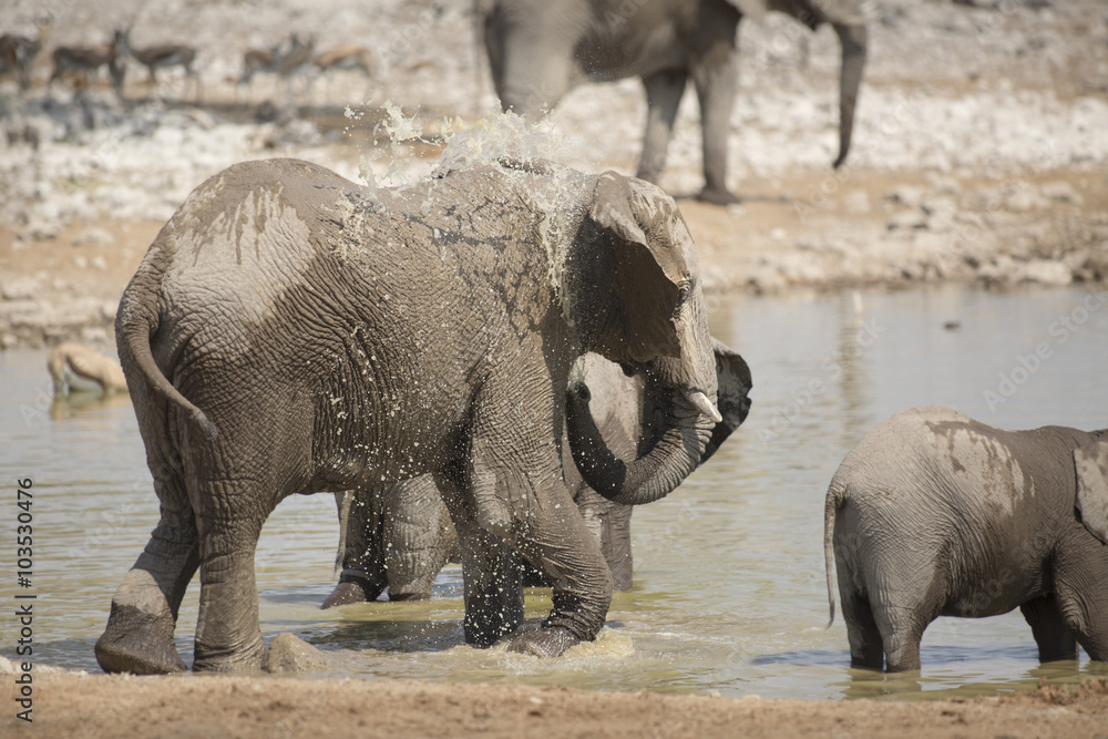 Fototapeta premium Elephant in Etosha National Park.