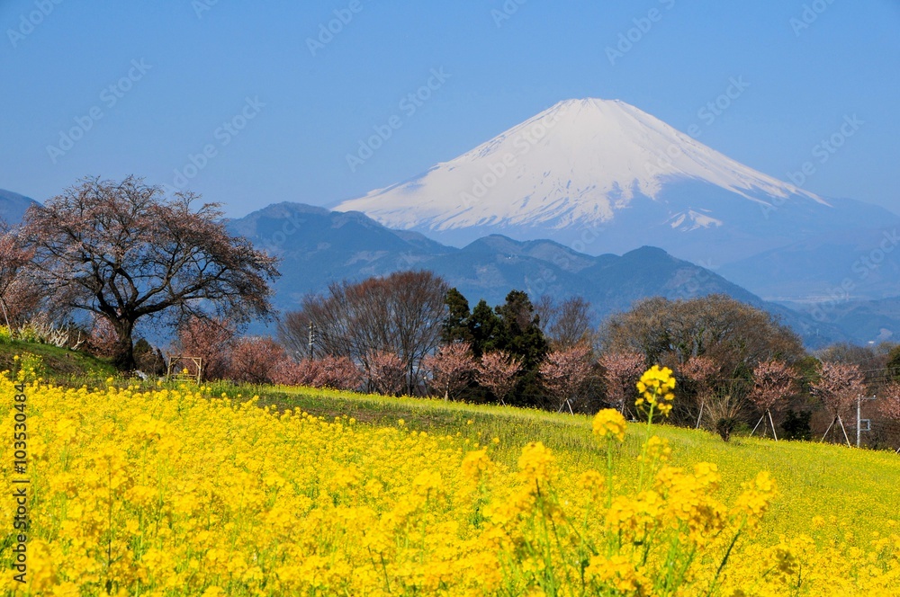Fototapeta premium 富士山と菜の花