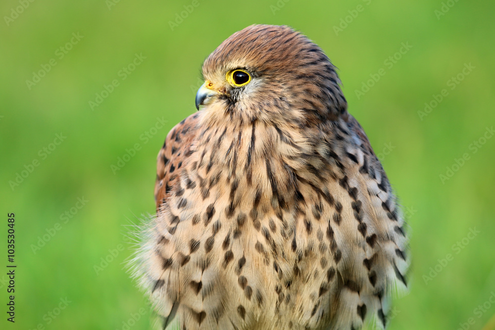 Obraz premium Falcon