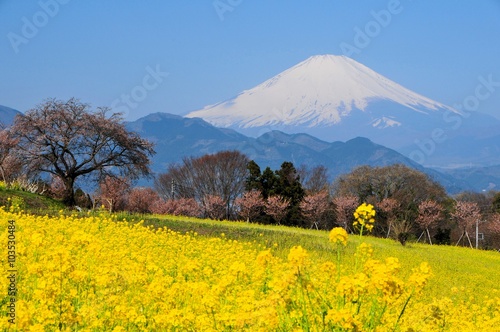 富士山と菜の花