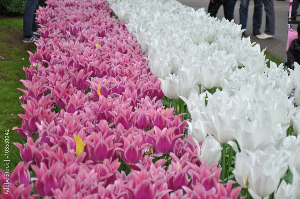 Obraz premium tulipany